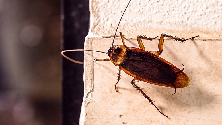 Cockroach in house