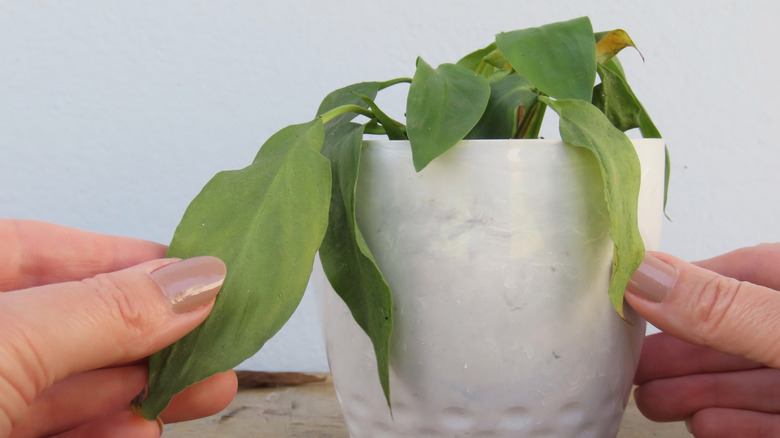 woman's hands touching the leaves of a droopy peace lily