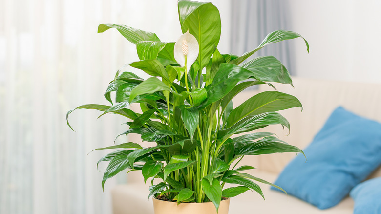 Peace Lily in a sunny room on a table next to a sofa with blue pillows