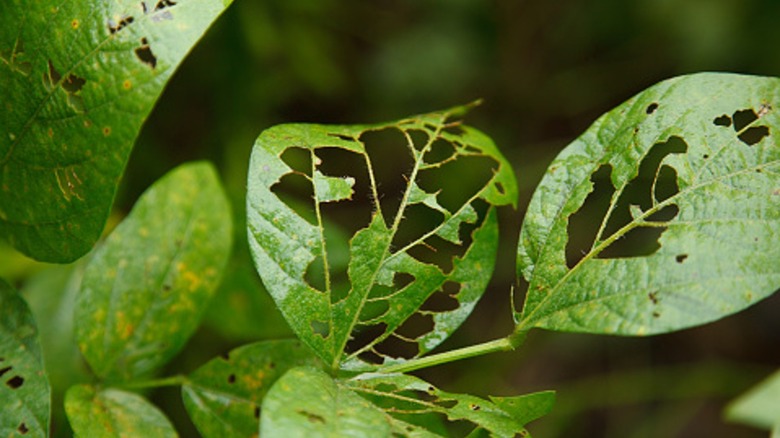 Leaves damaged by insects