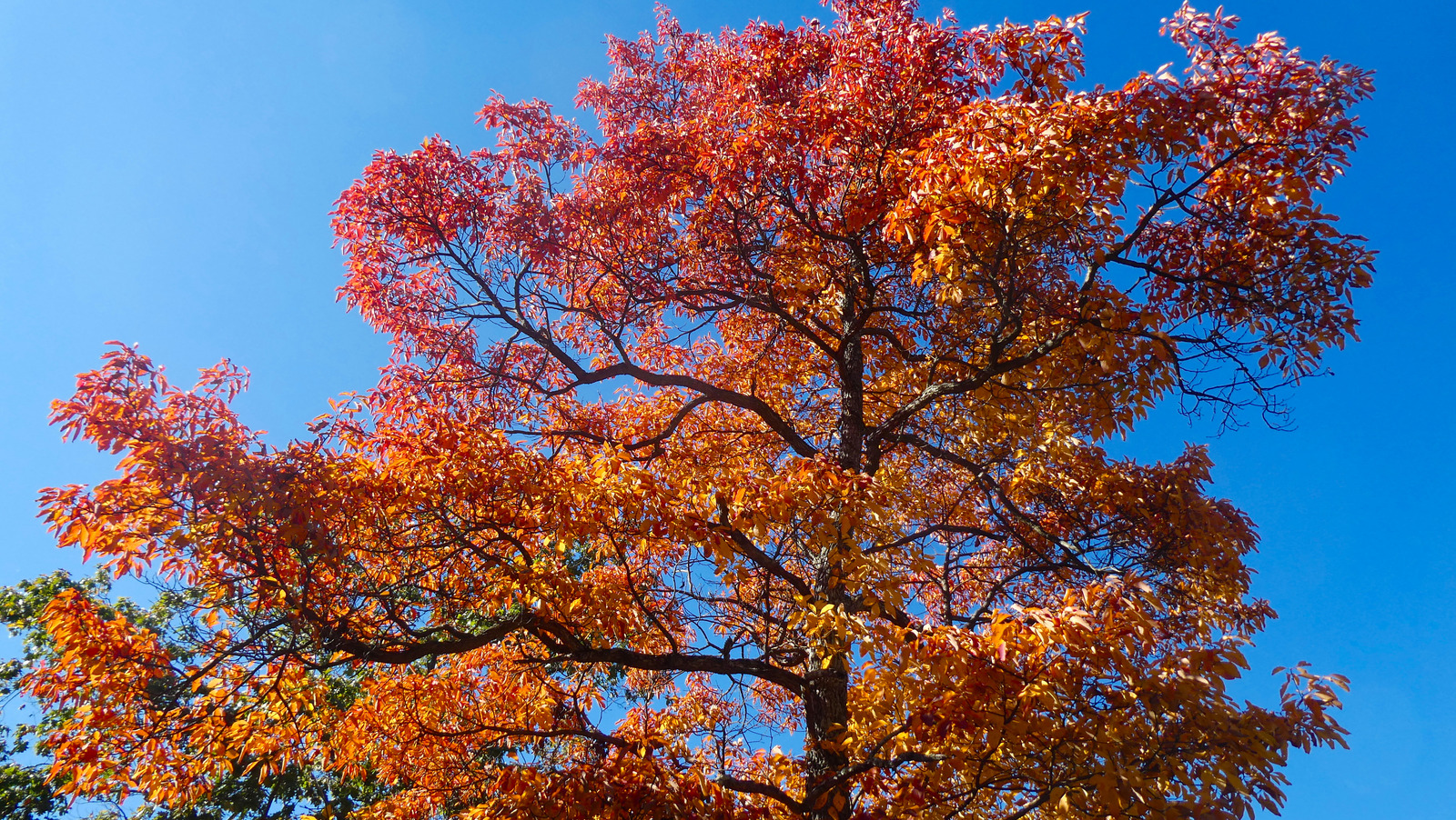 The Unusual Shade Tree That Smells Like Fruit Loops & Root Beer