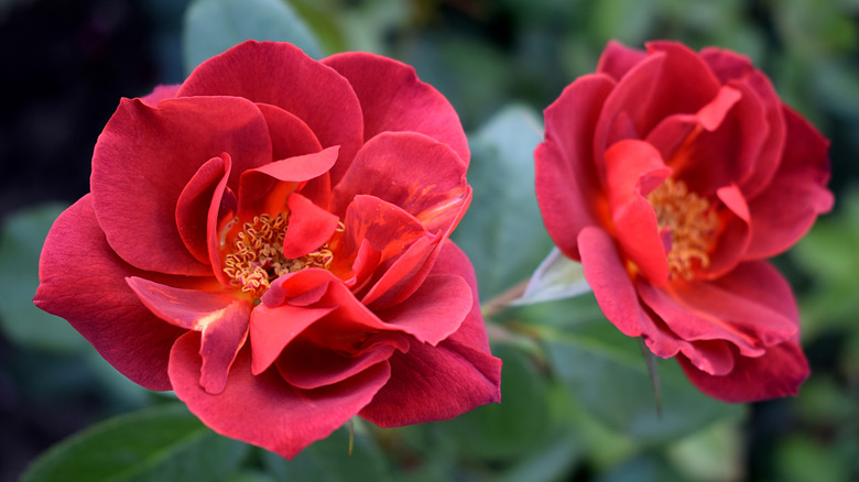 flowering hot cocoa roses