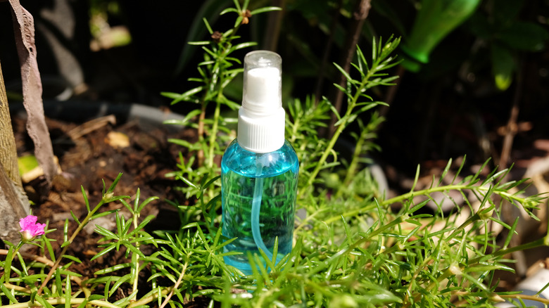 a bottle of rubbing alcohol in a garden