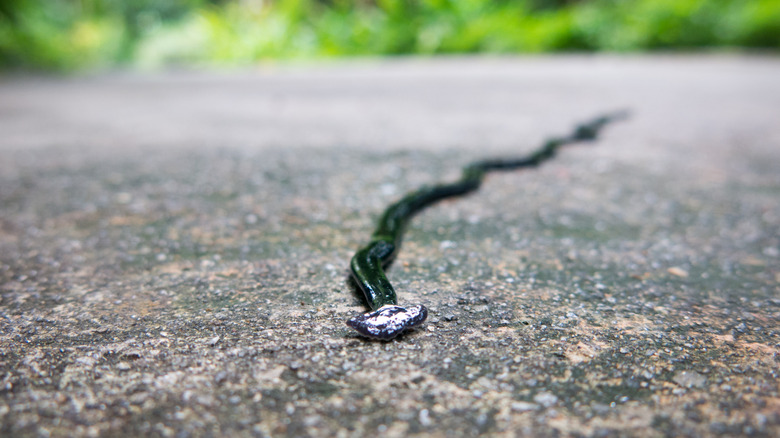 a hammerhead worm moving across the street