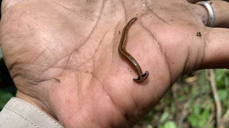 closeup shot of a baby hammerhead worm on someone's hand