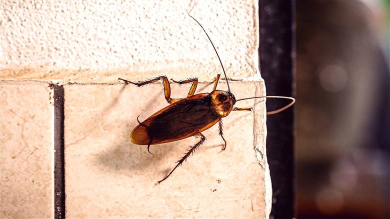 Cockroach crawling on wall