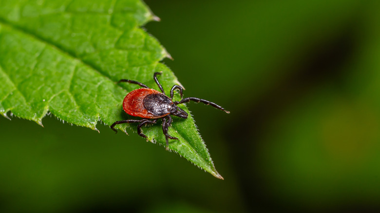 A black-legged dog tick resting on the edge of a leaf.