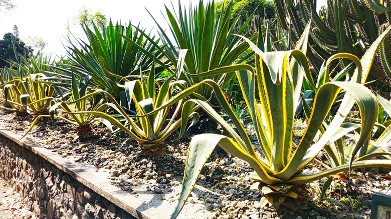 agave growing in rock garden