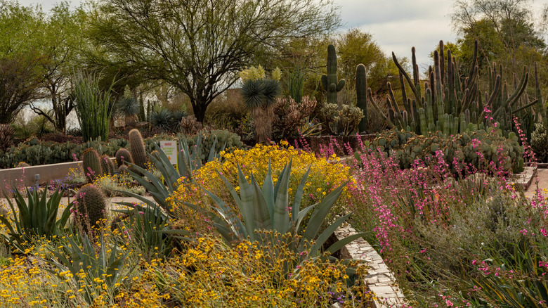 desert garden in warm, dry climate