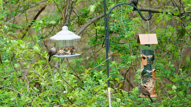 Bird feeders in a wooded back yard