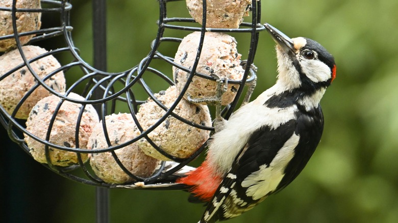 Great Spotted Woodpecker on bird feeder