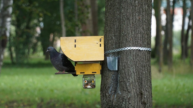 Pigeon Perching at Birdhouse
