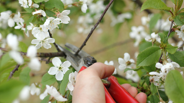 Pruning branch on flowering cherry tree