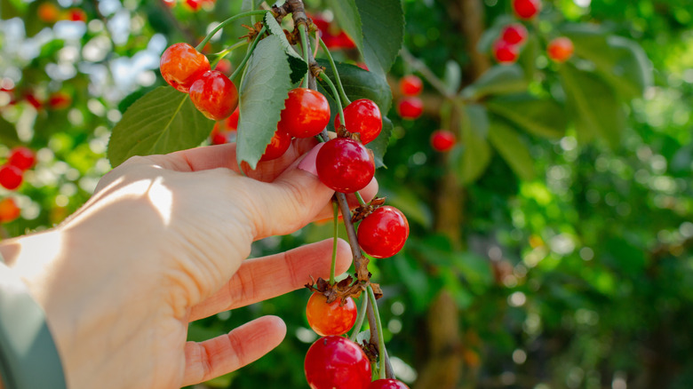 Someone picking bright red cherries