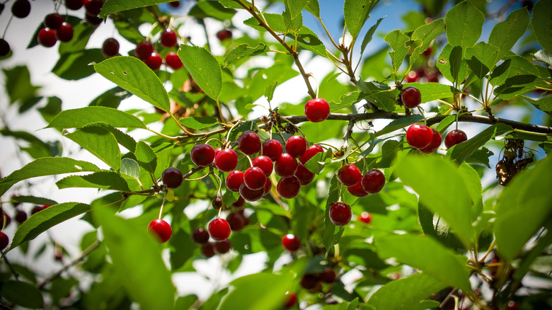 branch of cherry tree with lots of red cherries