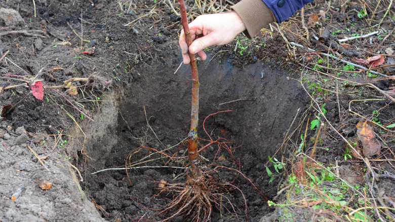Gardener placing an apple tree to plant in the ground