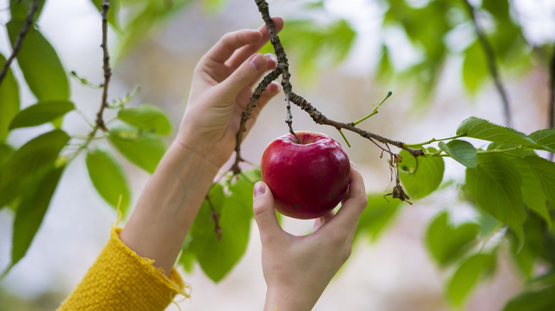 Hands picking a dark red apple from a tree