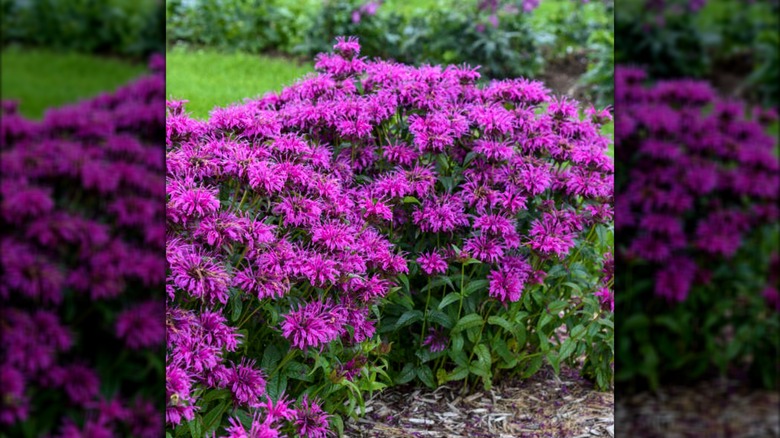 'Electric Neon Purple' bee balm growing in garden