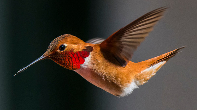 close-up of hummingbird in flight