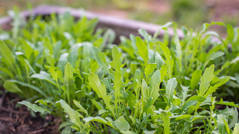 Arugula growing in a raised bed