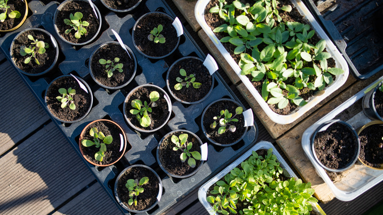 Various seedlings seen from above