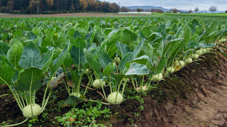 Neatly planted rows of kohlrabi fill a vegetable field