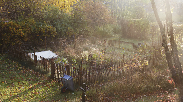 Vegetable garden in the fall on a foggy morning
