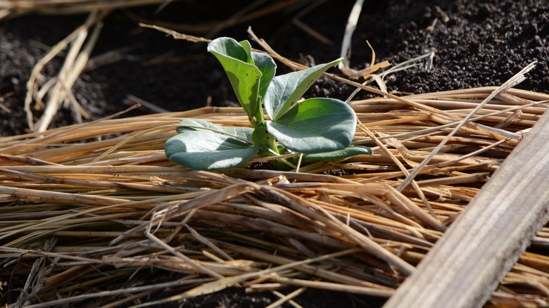 New fava bean plant growing through straw in garden bed