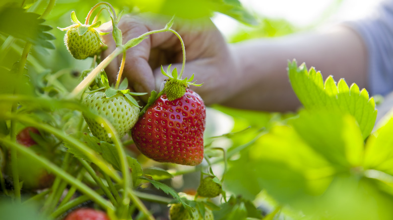Hand plucking strawberries