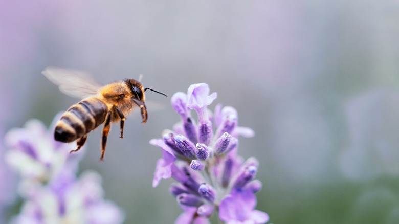 Bee flying near flower