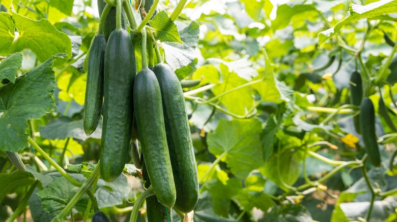 cucumber plant
