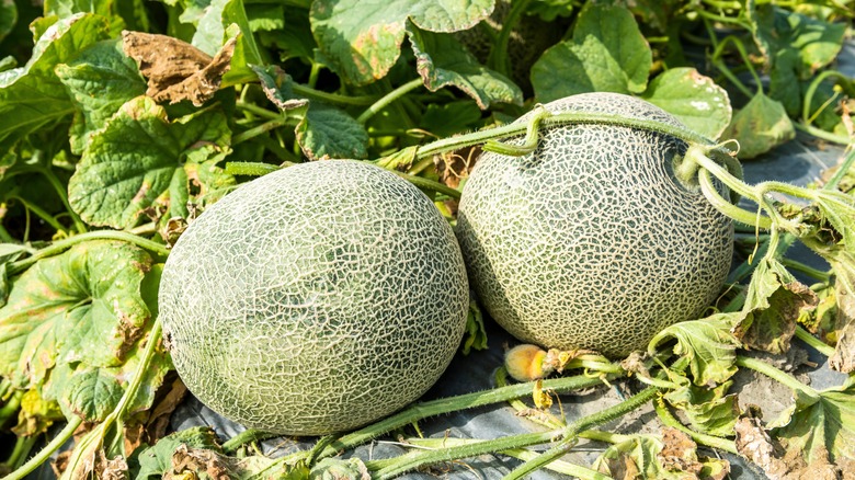 cantaloupe growing in garden