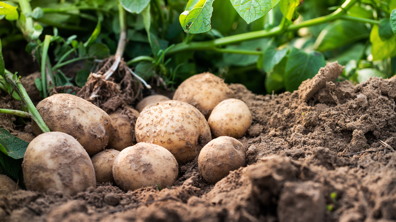 potato plant