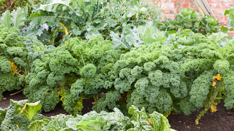 Brassicas growing in a garden