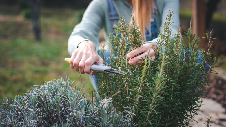 A woman trims her rosemary plant.