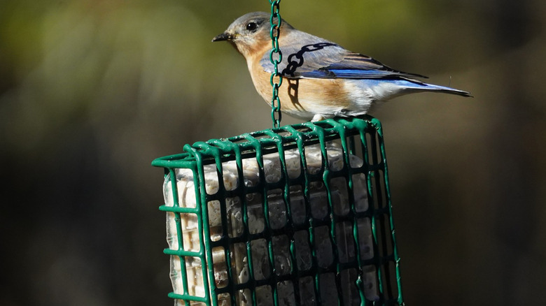 A small blue and rust-colored songbird on top of a green suet bird feeder