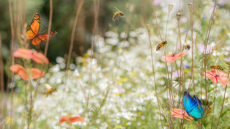 Pollinators are seen hovering near flowers.