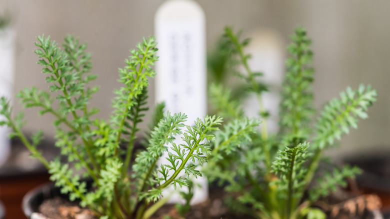 Yarrow seedling are popping up.