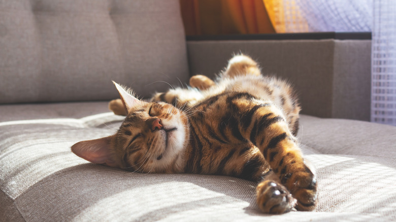 cat relaxing on couch