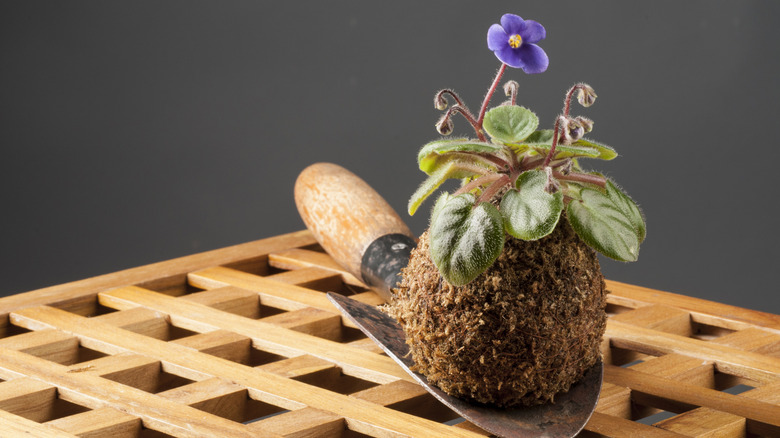A healthy African violet is planted in a kokedama sitting on a trowel atop a wooden table.