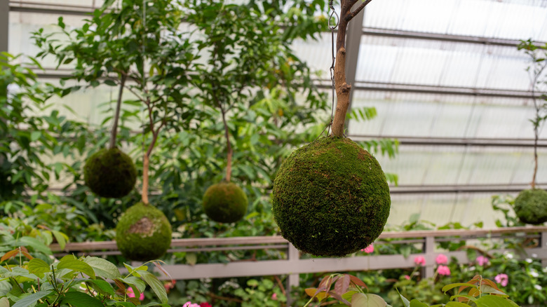 A couple of kokedama hanging in a greenhouse