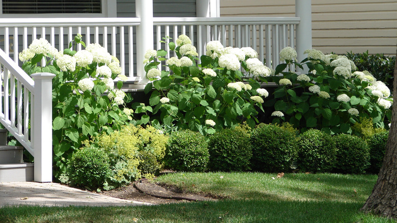 hydrangea plants next to boxwood shrubs