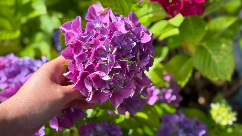 Someone holding a purple hydrangea plant.