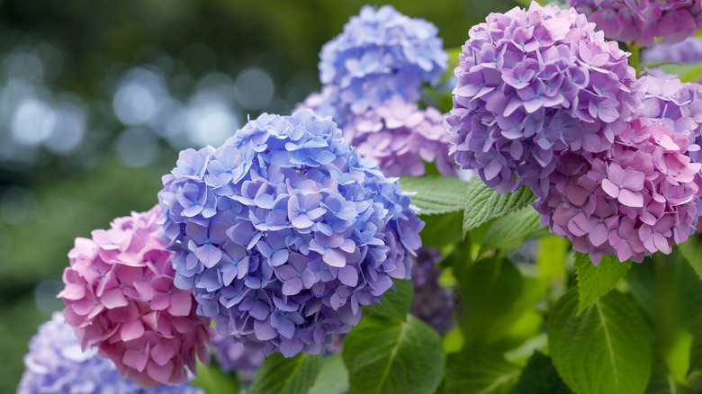 Bunches of purple and pink hydrangeas.
