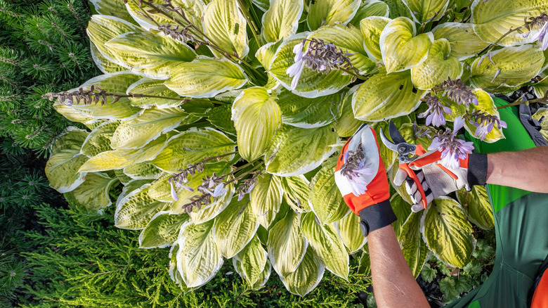 a person pruning a Hosta plant