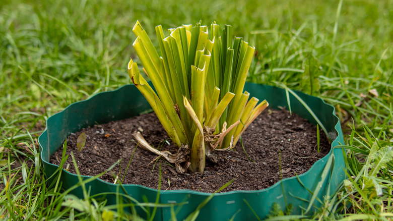 a pruned hosta plant sits in the ground