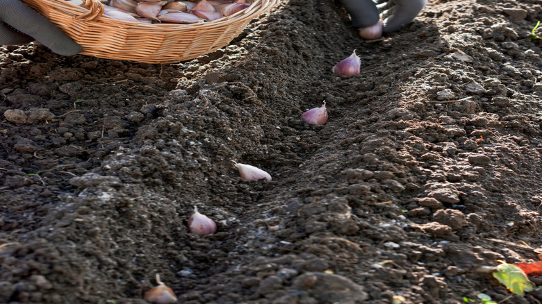 A basket with garlic cloves and a hand planting individual cloves in the ground