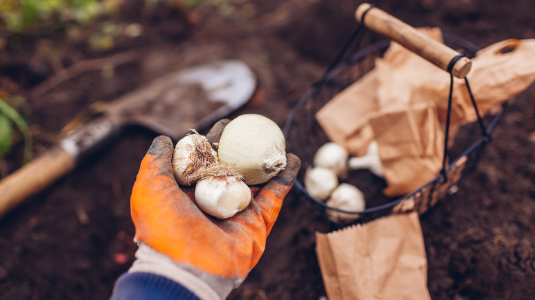 Gloved hands holding allium bulbs with rich, dark dirt in background