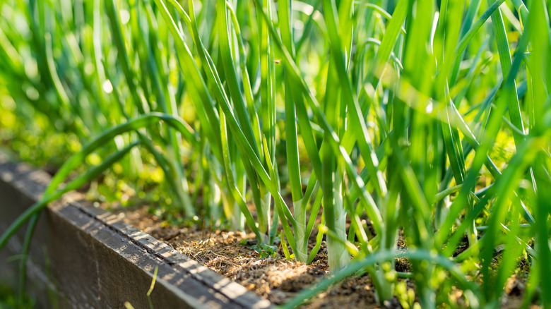 Close up of onions growing in a raised bed