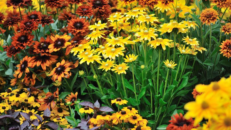 Rudbeckia (black eyed Susans) in a fall garden